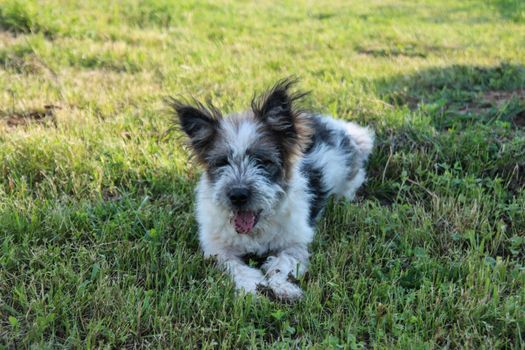 Dog laying on the grass - happy dog looking at camera