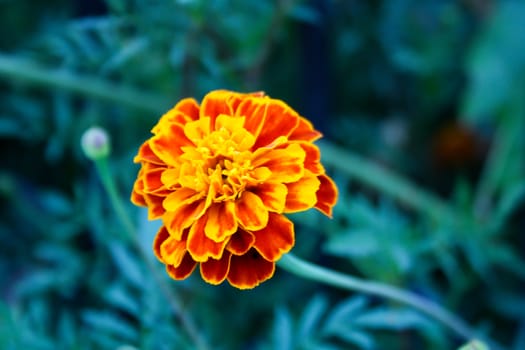 French marigold flower - small orange and yellow flower with green background