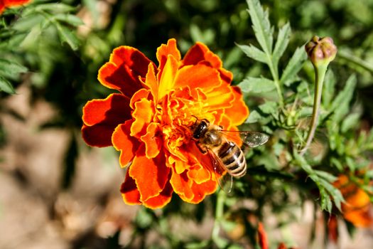 Bee collecting pollen from an orange flower during a sunny day