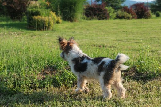 Alert dog looking in the distance - dog paying attention - dog sitting on grass