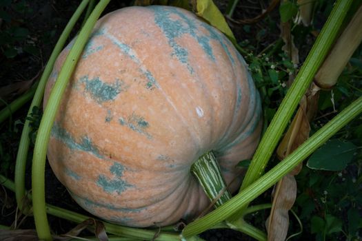 Orange pumpkin on the ground in the garden