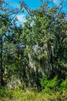 Spanish Moss in Wetland March