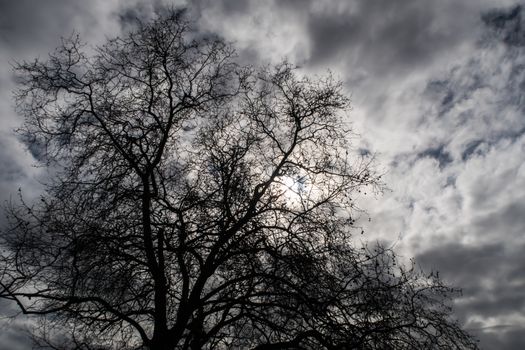 Silhouette tree and dramatic sky. Back lit tree with cloudy sky. Sky full of clouds during a sunny day. Big backlit tree. Tree in nature.