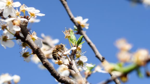 Bee collecting pollen in a flower