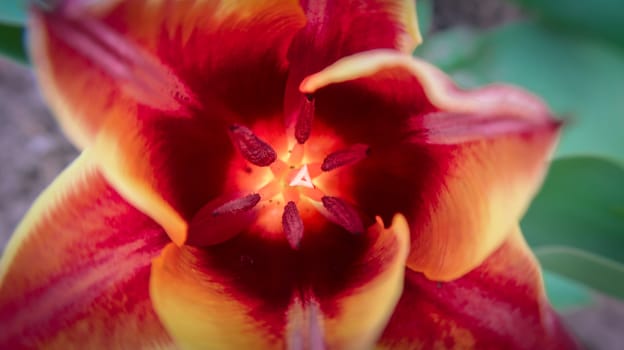 Close up of red and orange tulip flower. Colored plants in the garden.