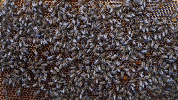 Crowd of bees on honeycomb. Bees working on honeycomb. Producing honey. Comercial beekeeping.