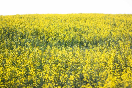 Rapeseed field in Romania - clear sky sunny day