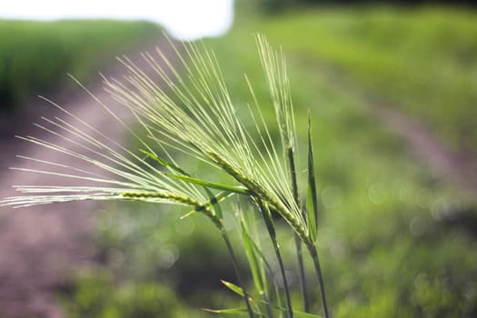 Green wheat plant growing - backlit plant