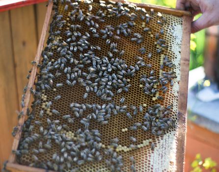 Man holding wooden frame with honeycomb and bees on it in nature