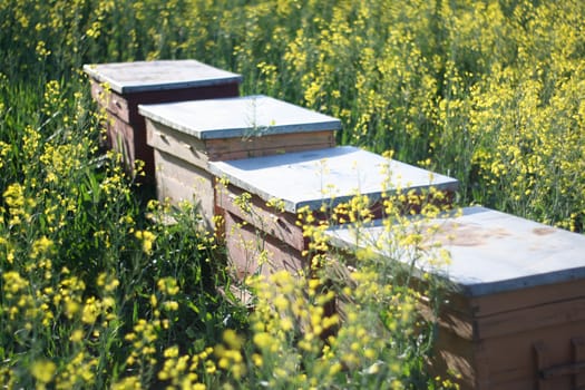 Beehives in a rapeseed field - close up - beehives in nature