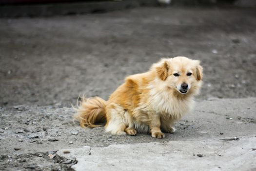 Happy dog looking at the camera - shy dog looking at camera