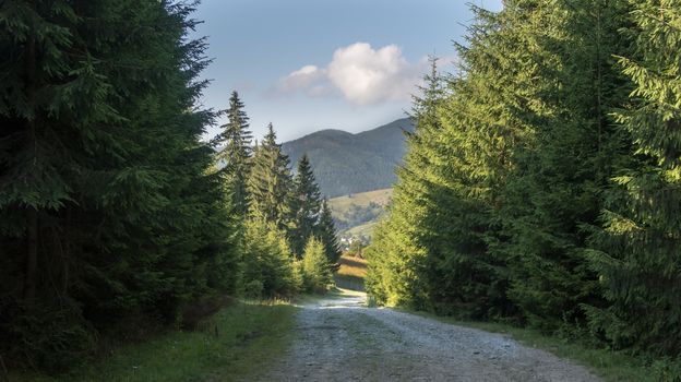 Landscape of road in the mountain with pine trees