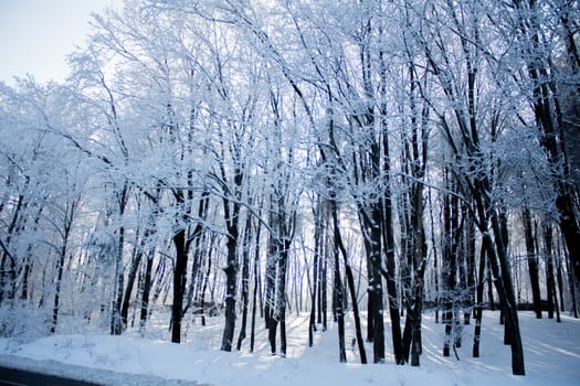 Many tall trees full of snow during winter - heavy snow