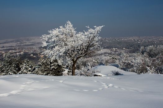 Stand alone tree full of snow during heavy snow in Iasi, Romania