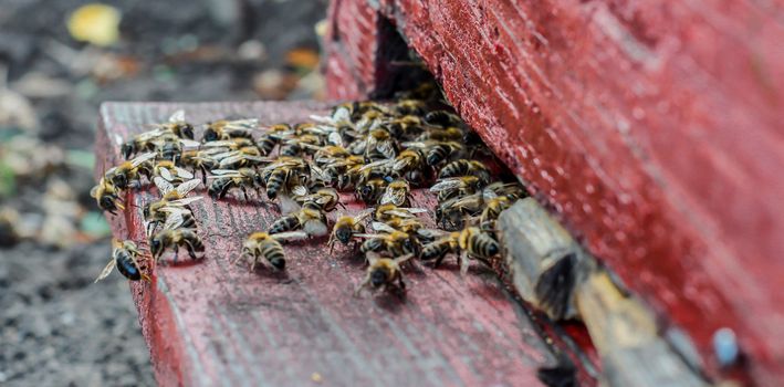 Close up of bees at the beehive entry - many bees entering beehive