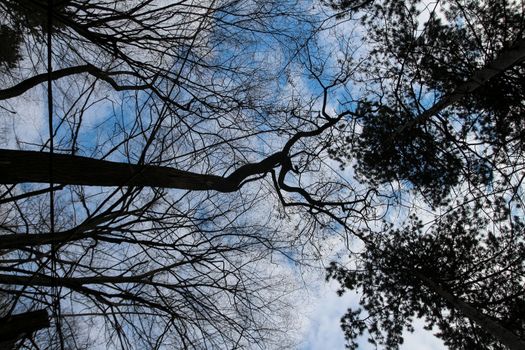 Silhouette trees photo - sky with clouds and trees