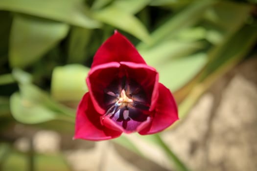 Single tulip. Burgundy tulip in the garden. Burgundy flower in nature. Plant in nature burgundy color.