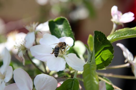 Bee. Close up bee collecting pollen on a white flower. Honey bee collecting pollen