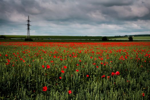 Field full of poppy pant during a cloudy day in Romania