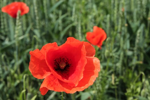 Bright red common poppy flower. Green wheat with common poppy flower. Poppy flower in the nature.