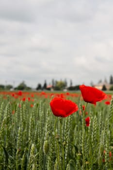 Common poppy flower being blown by wind in a field of wheat during a cloudy day. papaver rhoeas