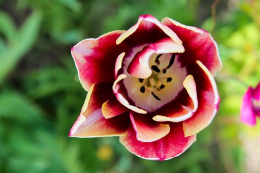 Burgundy and white tulip in garden. Red and white tulip in nature. Flower in the garden.