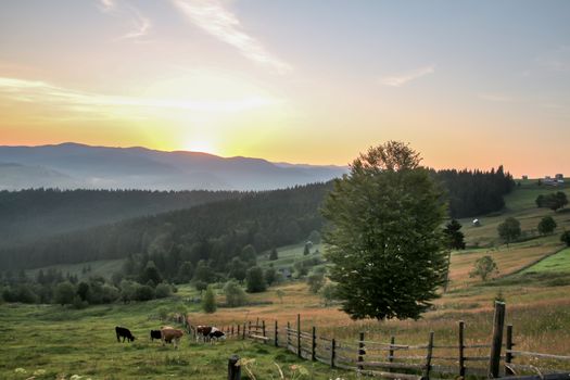 Early morning with sun behind the mountains - animals and dominant tree in the moutains