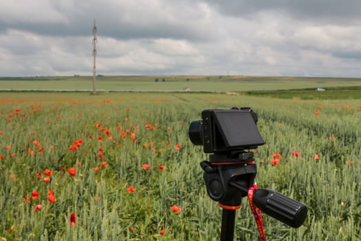 Camera shooting in nature in a field of green wheat during summer