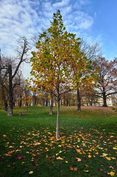 Young deciduous maple tree in a park during autumn in Poland