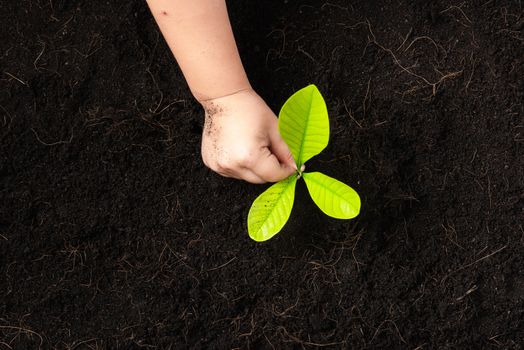 Top view of child hand planting young tree seedling on black soil at the garden, Concept of global pollution, Save Earth day and Hand Environment conservation