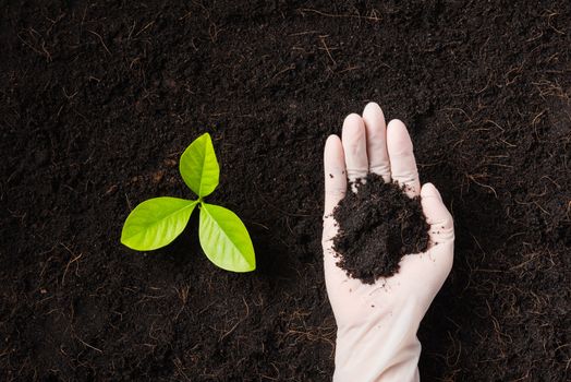 Hand of researcher woman wear gloves seedlings are a green tree growing planting in the fertile soil on black soil at the garden, Concept of global pollution, Earth day and hands environments