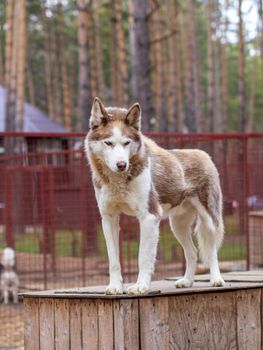 Siberian husky dog lying on a wooden house. The dog is lying, bored and resting. High quality photo