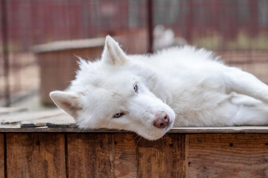 A white Siberian husky lies on a wooden house. The dog is lying, bored and resting. High quality photo