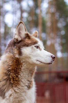 Portrait shot of a Siberian husky dog with blue eyes in nature. A brown and white dog with blue eyes. High quality photo