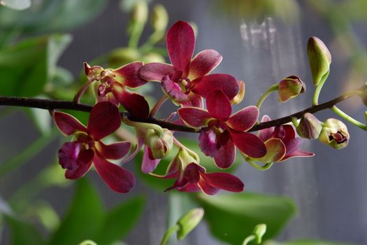 close up image of beautiful dendrobium mangosteen in full bloom has a velvety maroon red color like mangosteen planted in the garden in the garden isolated blur background , out of focus