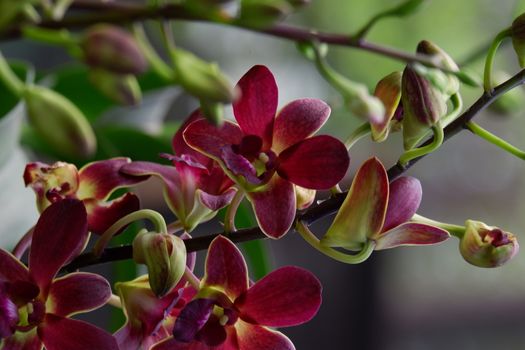 close up image of beautiful dendrobium mangosteen in full bloom has a velvety maroon red color like mangosteen planted in the garden in the garden isolated blur background , out of focus