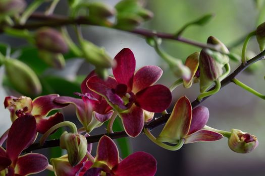 close up image of beautiful dendrobium mangosteen in full bloom has a velvety maroon red color like mangosteen planted in the garden in the garden isolated blur background , out of focus