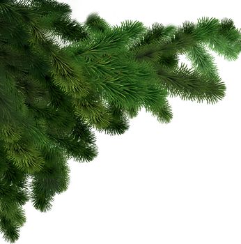 Spruce green branches on a white isolated background. Texture or background