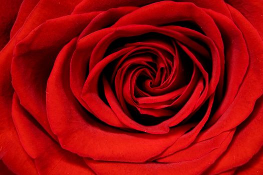 Valentine day Red Rose macro classic beautiful background