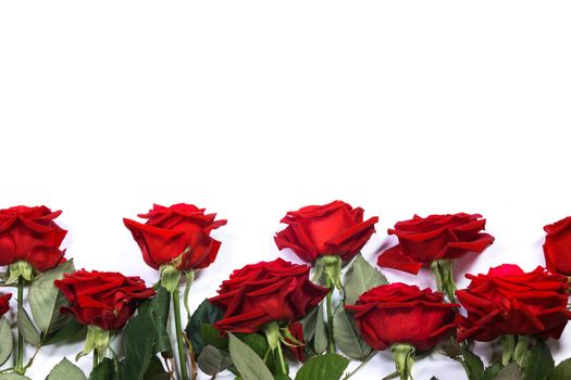 Red roses border frame isolated on white background, Valentine's Day