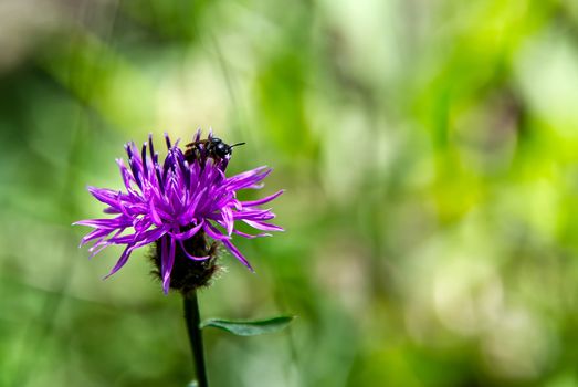 Honey bee collecting nectar from a pink flower, close-up photo of a flower and bee