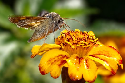 Moth collecting nectar from vibrant yellow flower, close-up image