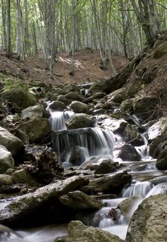 L'acqua  scende dalla piccola cascata nel bosco