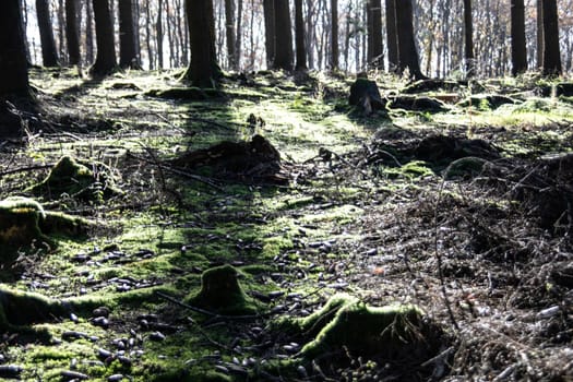 mossy forest floor with conifers and sun rays