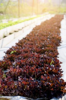 Fresh sapling of red oak romaine lettuce organic hydroponic farm in plantation, produce and cultivation agriculture and harvest leaves in the field, vegetable kitchen garden and healthy food concept.