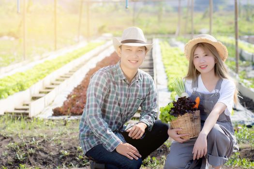 Beautiful portrait young asian woman and man harvest and picking up fresh organic vegetable garden in basket in the hydroponic farm, agriculture for healthy food and business entrepreneur concept.