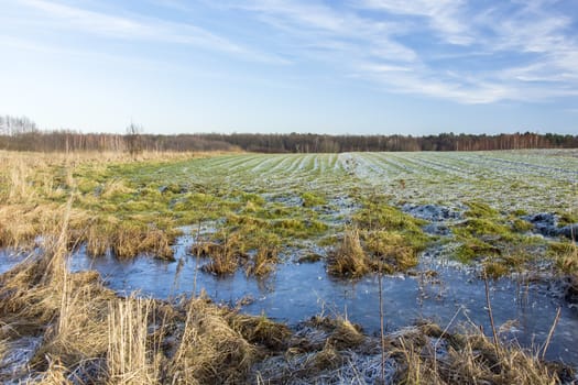 Frozen water and frost on a green field, forest on the horizon, winter view