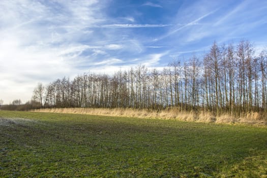 Green field, leafless trees in a row on the horizon, spring view
