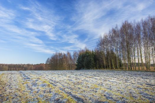 White frost in the field and birch grove, winter view