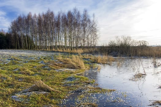 Frozen water next to the field and birch grove, winter landscape